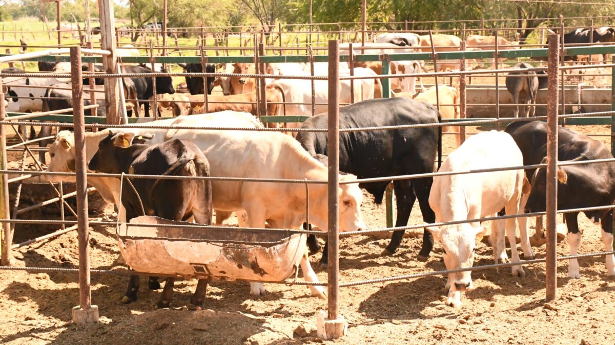 Refuerza BCS medidas sanitarias ante alerta por Gusano Barrenador