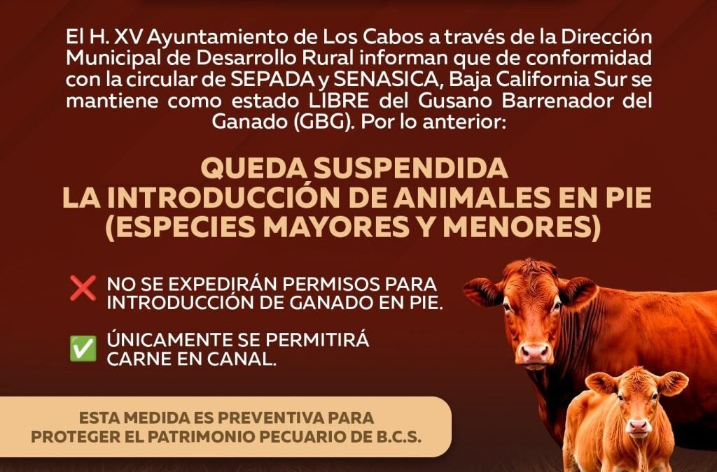 Suspenden ingreso de ganado en pie a Los Cabos para proteger estatus sanitario