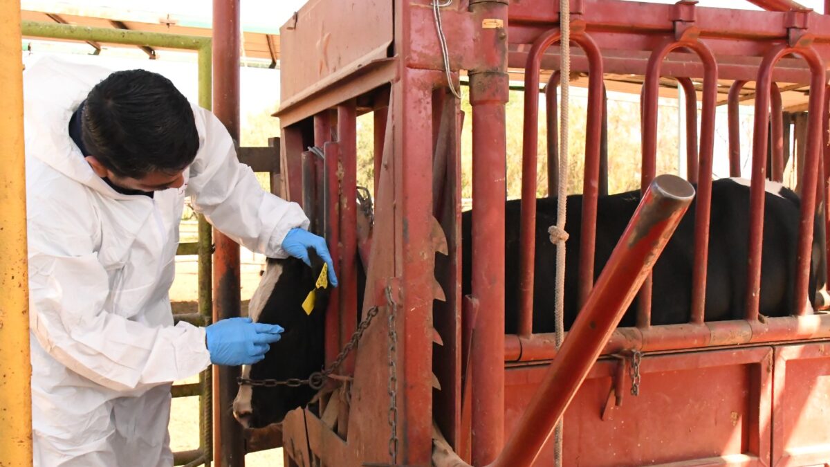 Presenta SEPADA plan preventivo contra el Gusano Barrenador en BCS