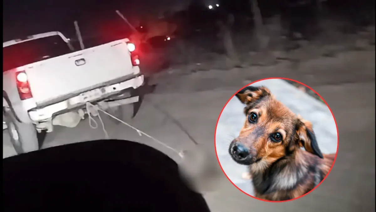 Indignación en Los Cabos: captan a camioneta arrastrando a un perro por las calles de Colonia La Ballena