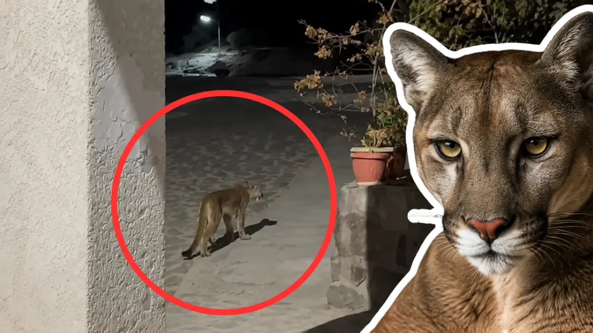 Reportan a puma merodeando por San Ignacio
