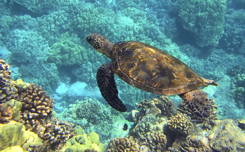 Alerta mundial: océanos alcanzan récord histórico de temperatura