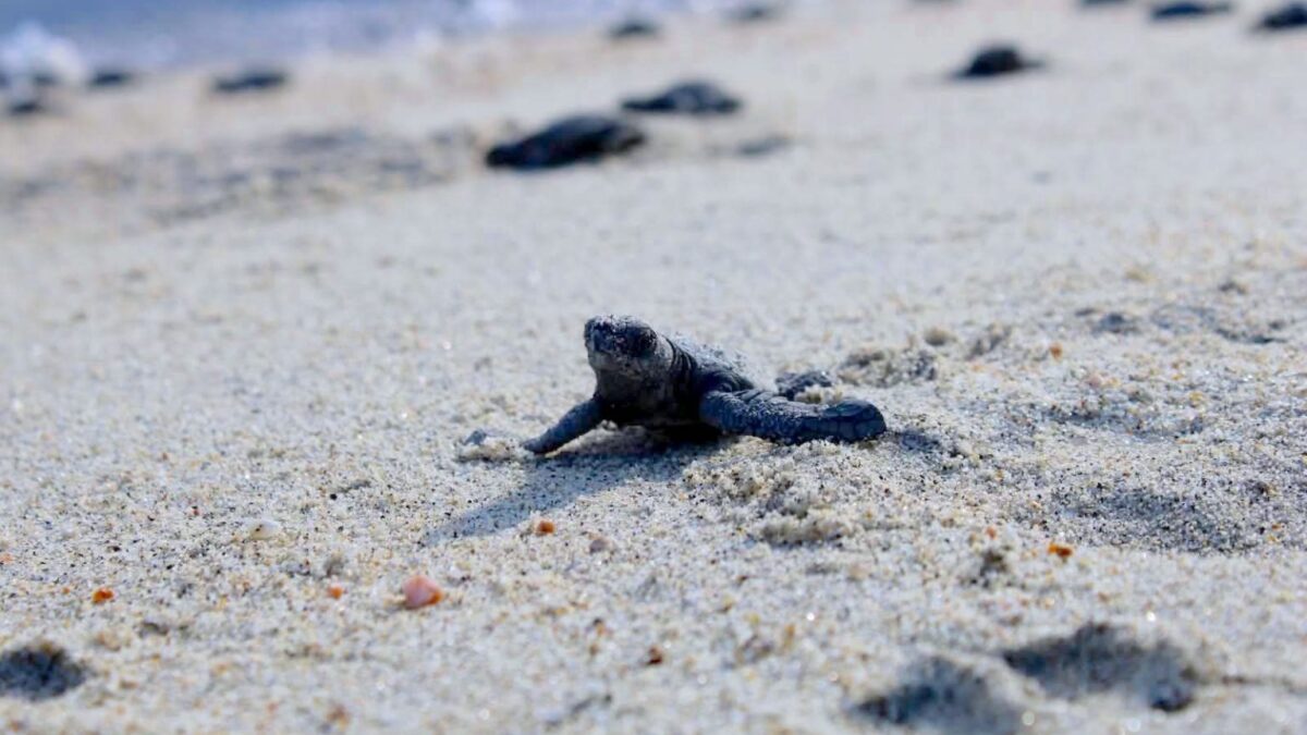 Llaman a proteger a tortugas marinas ante aumento de arribos en playas de Los Cabos