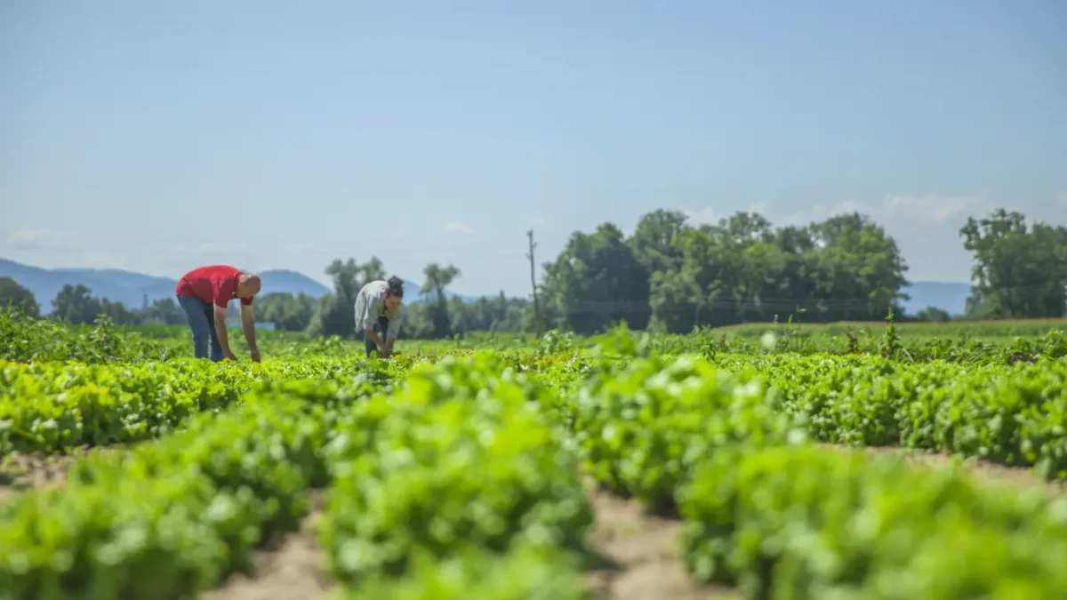 Día Mundial de la Agricultura: Qué necesita México para producir los alimentos que llegan a la mesa