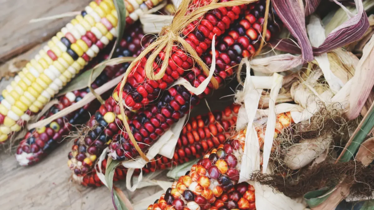 Día Nacional del Maíz: el grano que sostiene la cocina mexicana