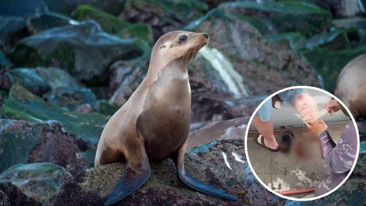 Ataque de lobo marino en Cabo San Lucas deja a mujer con lesiones en la pierna