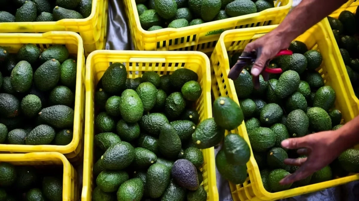 Más allá del Super Bowl, aguacate mexicano va por millennials y Gen Z en EU