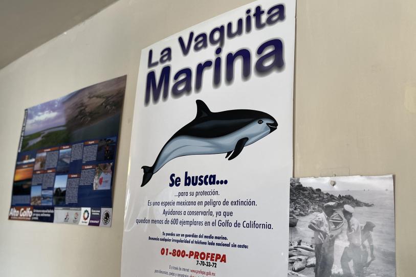 ¡Ganan los pescadores!, se reduce más el polígono de protección de vaquita marina