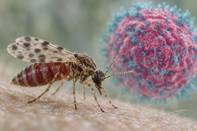 ¿Qué es el virus Shamonda? El patógeno veterinario que acaba de cruzar por primera vez a un humano