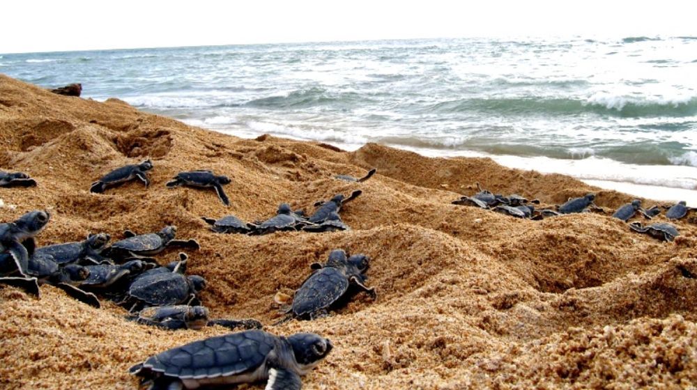 Hasta 150 tortugas se liberan diariamente en Todos Santos