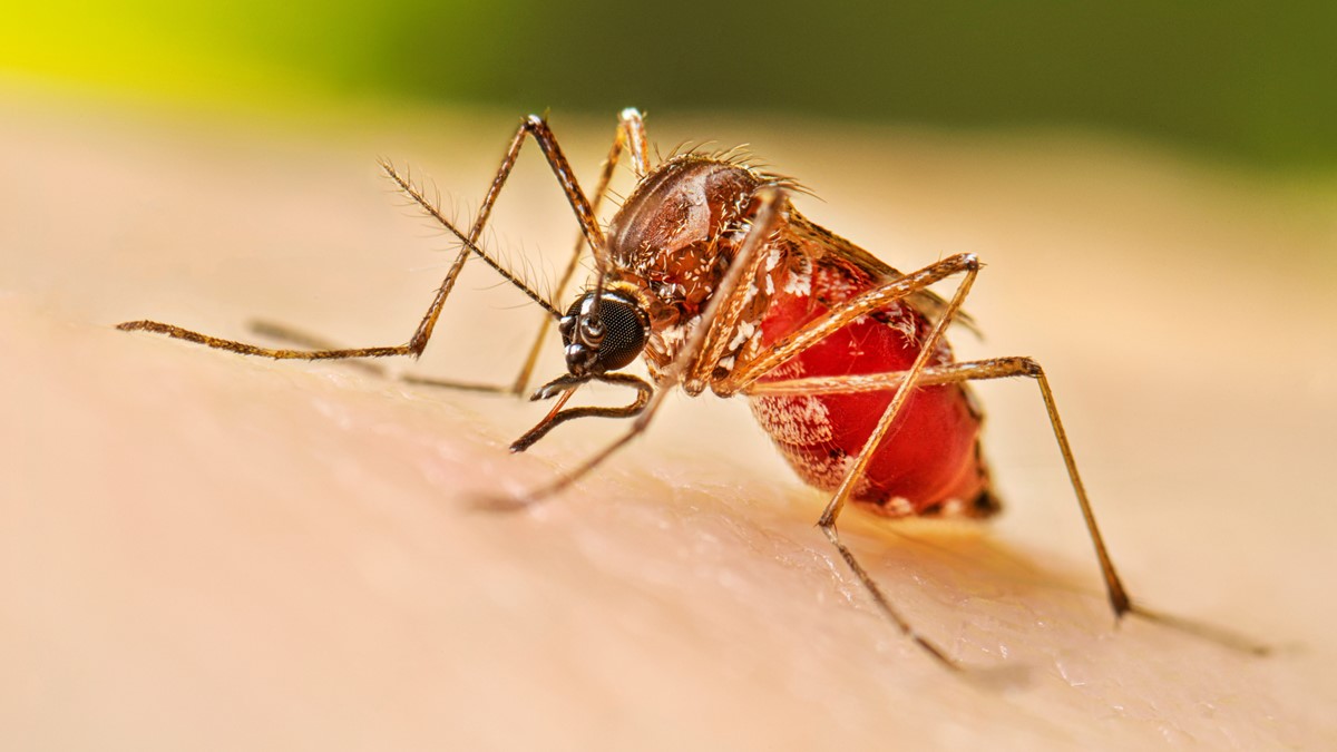 Dengue satura hospitales en Los Cabos