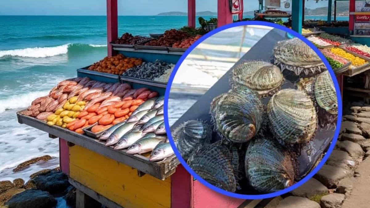 Inicia veda de abulón en BCS