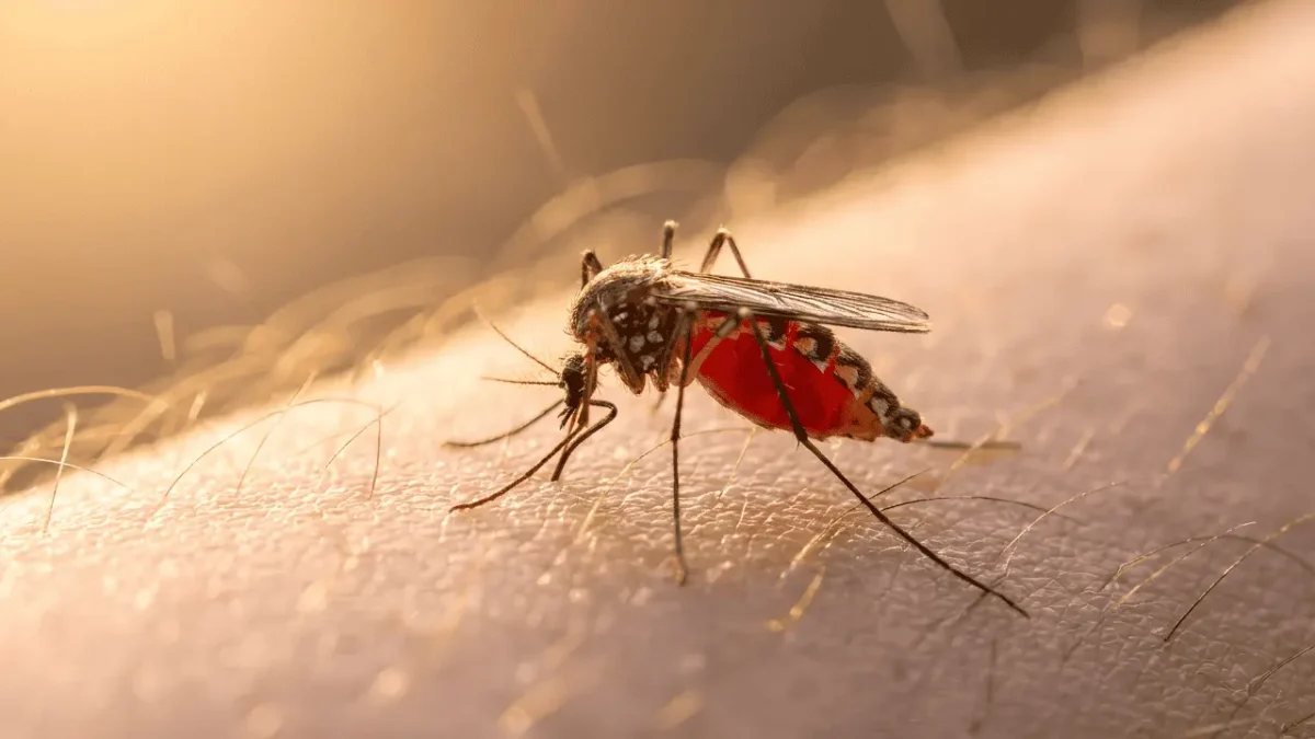 Dengue en BCS deja 4 muertes y 23 casos graves; estos son los municipios afectados