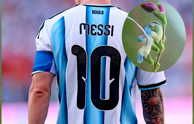 Bautizan en honor a Lionel Messi una nueva especie de planta de flores celestes en Perú
